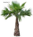 واشینگتونیا ربوستا,Mexican Fan Palm , Mexican Washingtonia
